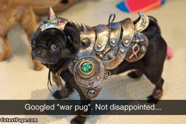 War Pug