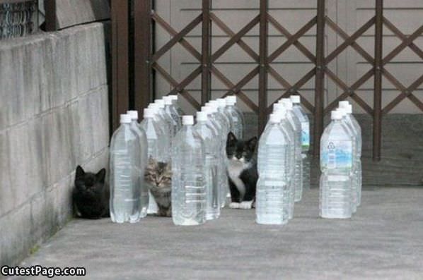 Water Bottle Kittens
