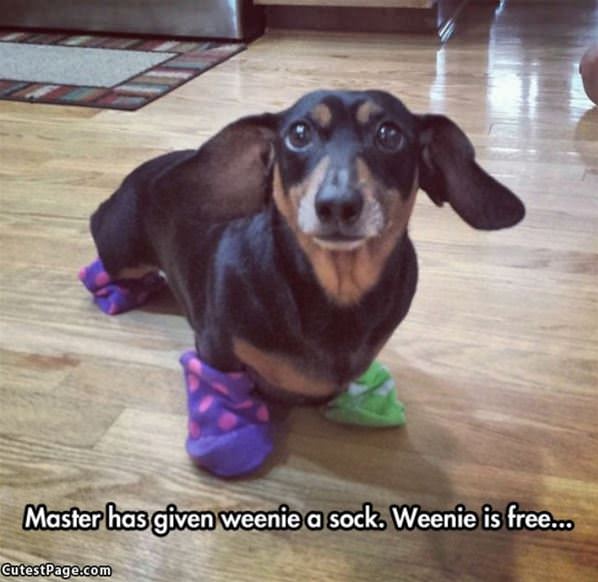 Weenie Has Socks