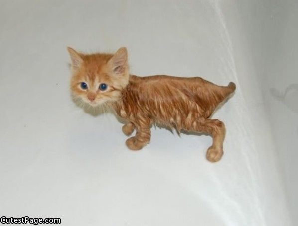 Wet Cute Kitten