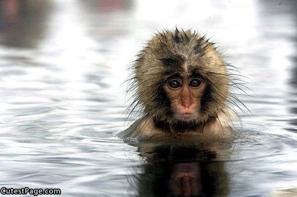 Wet Cute Monkey