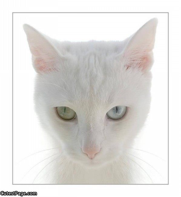 White Cat Face