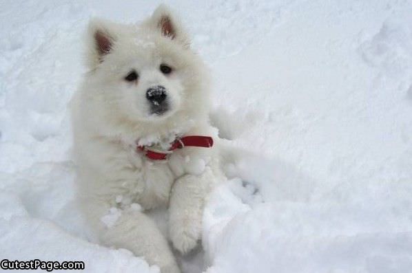 White Cute Dog