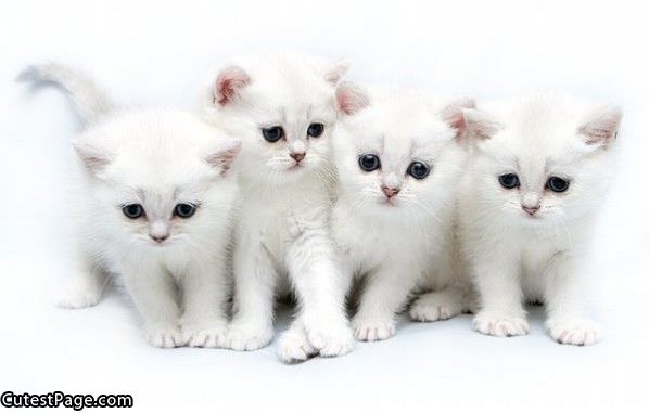 White Kitties