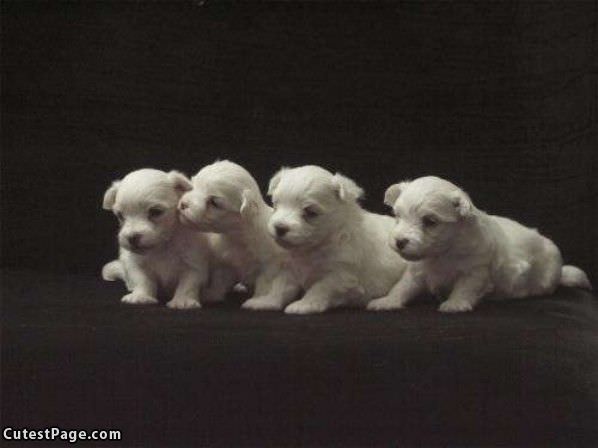 White Pups