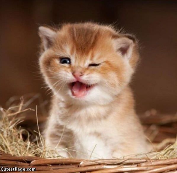 Winking Kitten