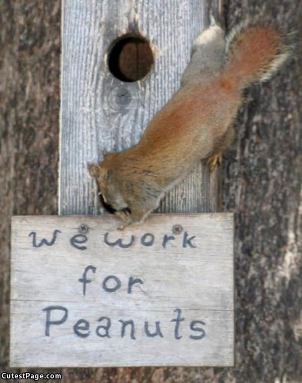 Work For Peanuts