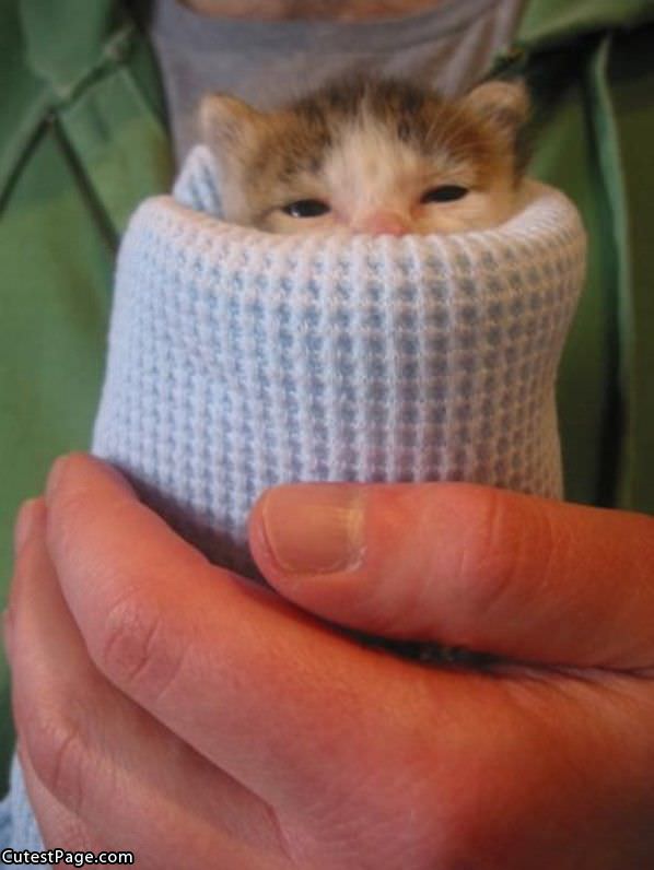 Wrapped Up Cute Kitten