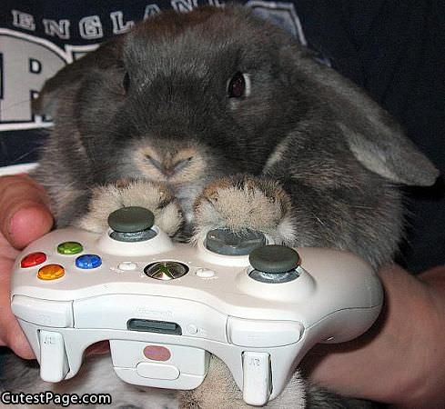Xbox Cute Bunny