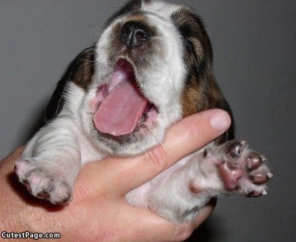 Yawn Cute Dog