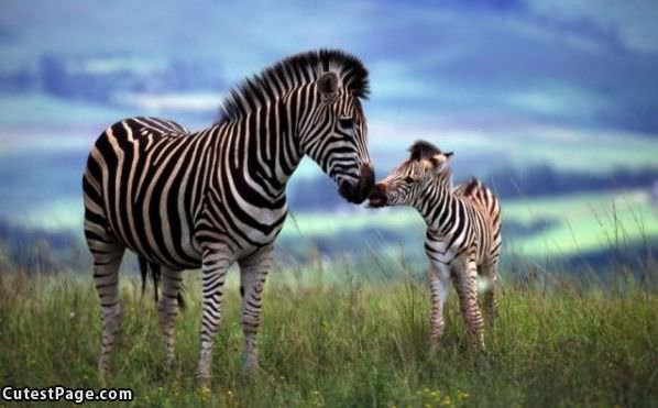Zebra Kiss
