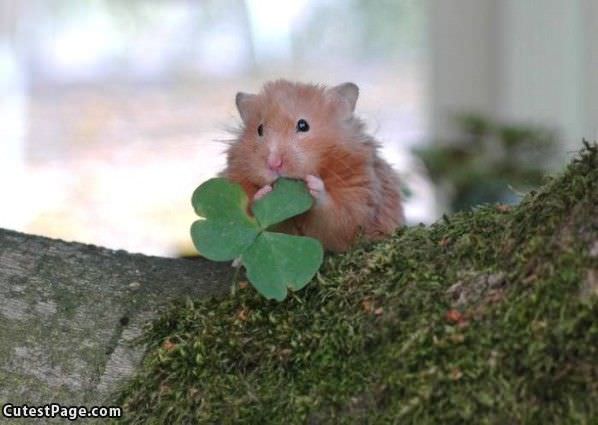 Clover