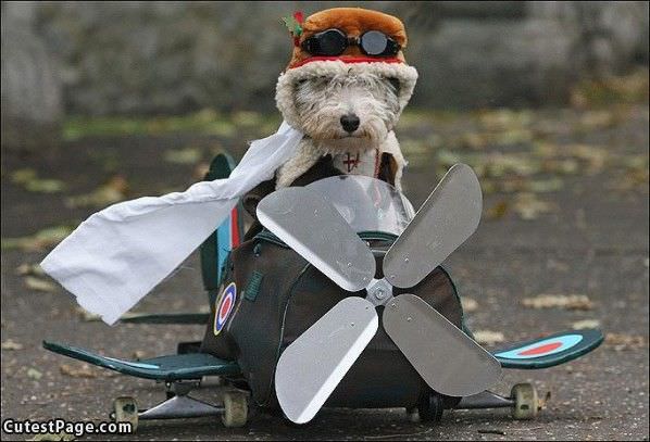 Cute_Dog_Pilot.jpg