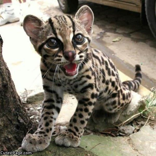 Cute Spotted