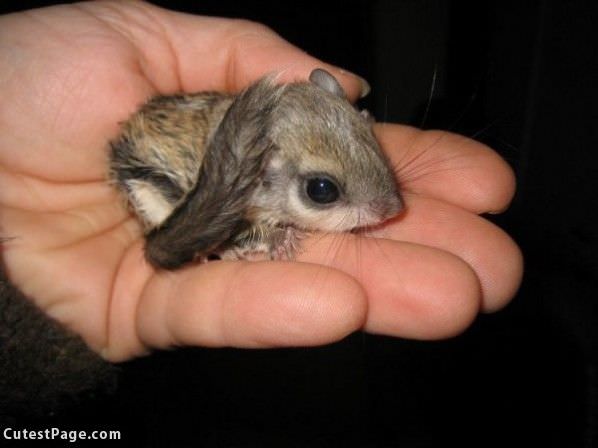 So Tiny