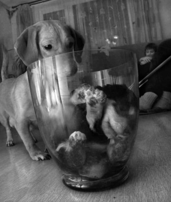 Glass Full Of Kitten