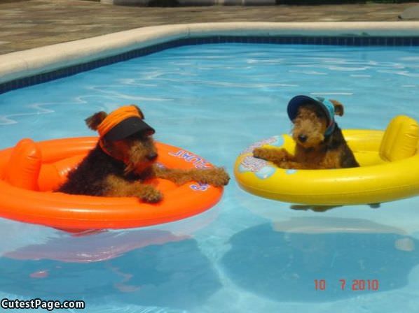 Hanging In The Pool