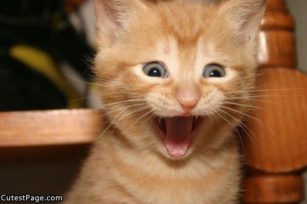 Happy Happy