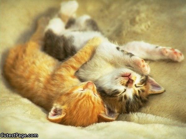 Hug_Me_Cute_Kittens.jpg
