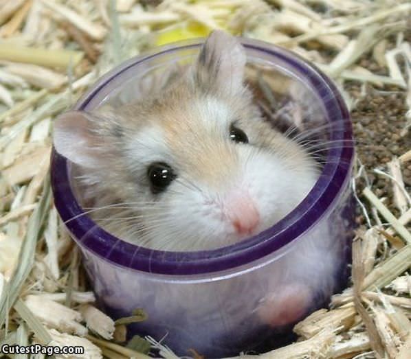 Im Hiding