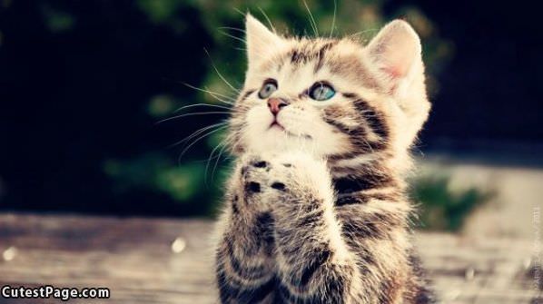 Oh_Please_Please.jpg