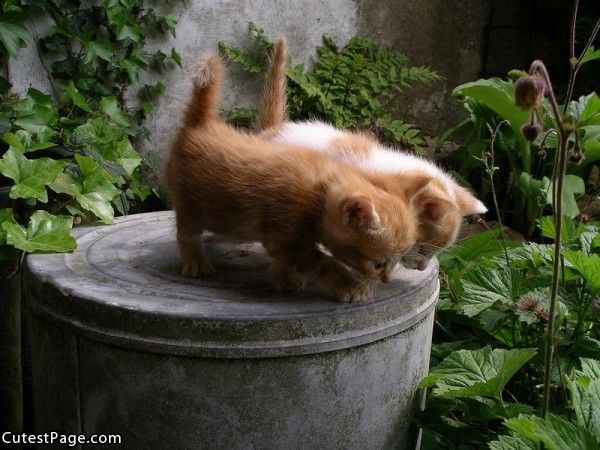 Pair Of Cute Kittens