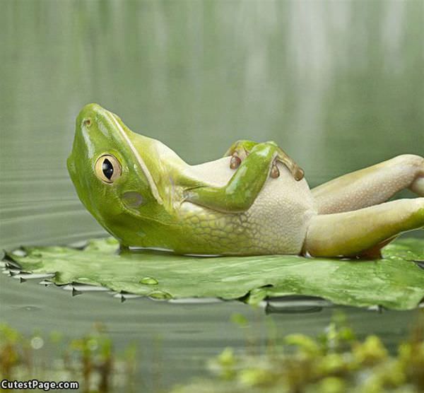 Relaxing_Frog.jpg