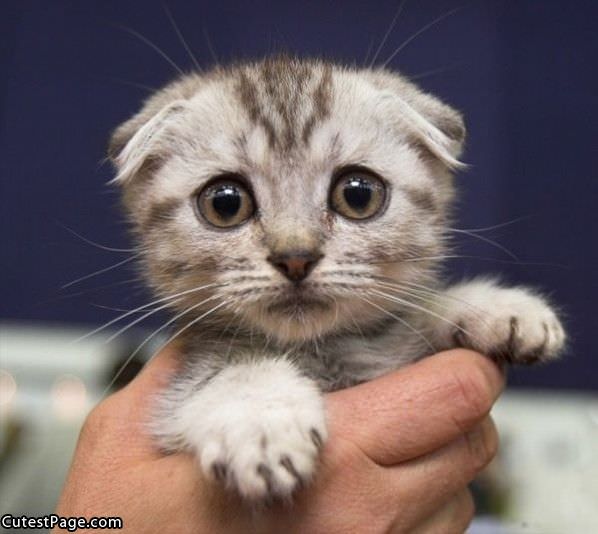 http://www.cutestpage.com/pictures/Sad_Cat_Is_Sad.jpg