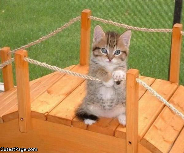 Very Cute Pix