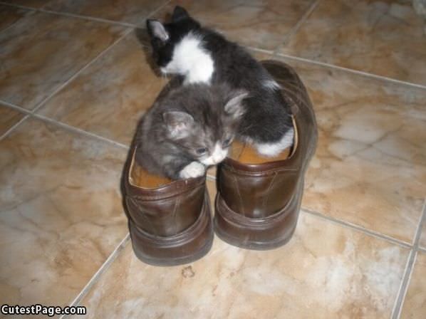We Have Shoes
