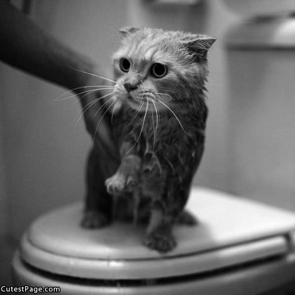Wet And Mad Cat
