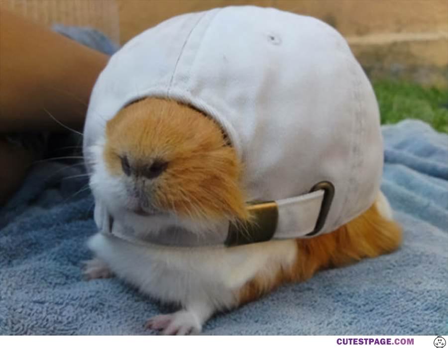 Curled Up In A Hat