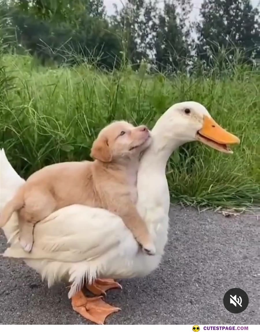 Going For A Ride