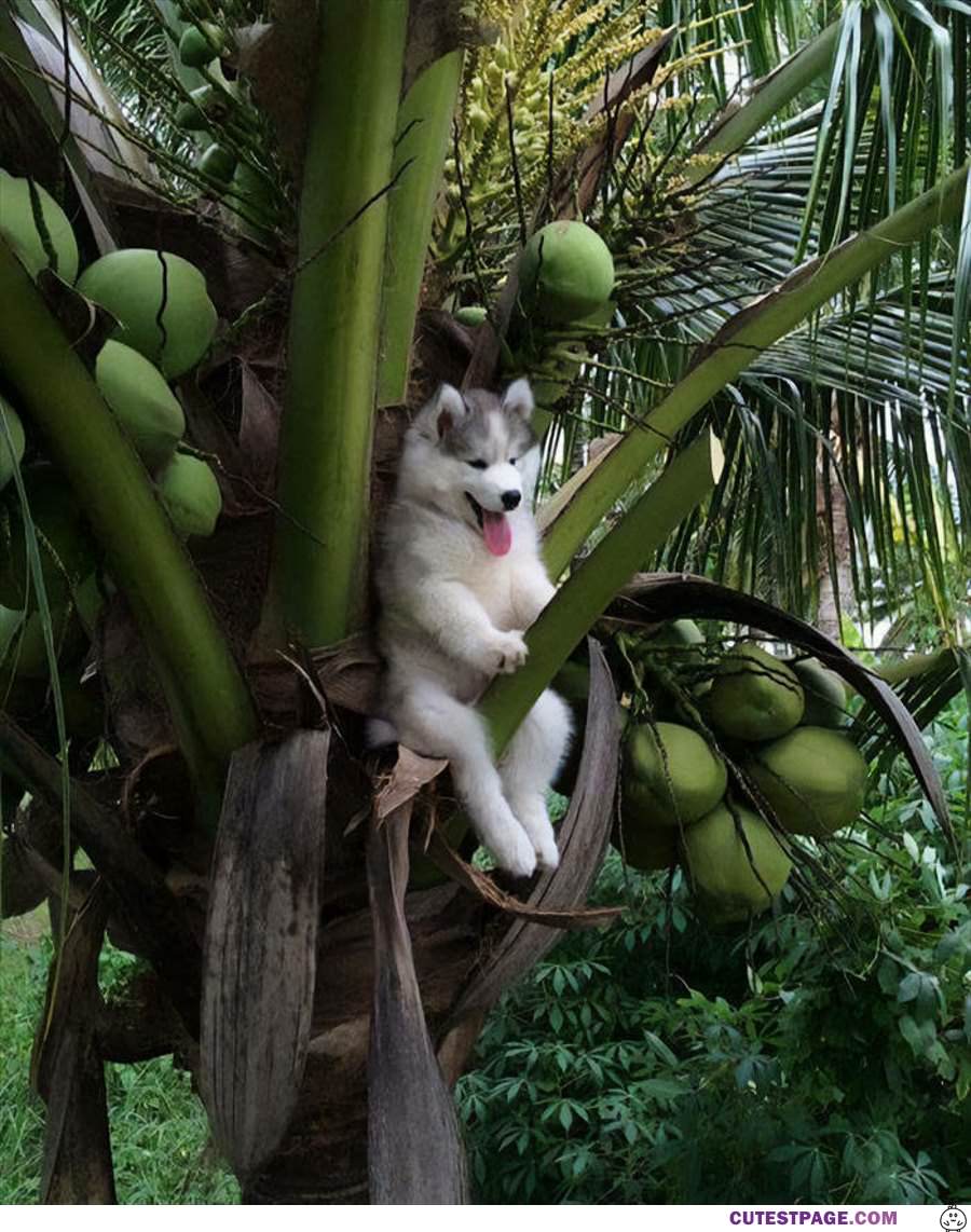 Stuck Up In The Tree