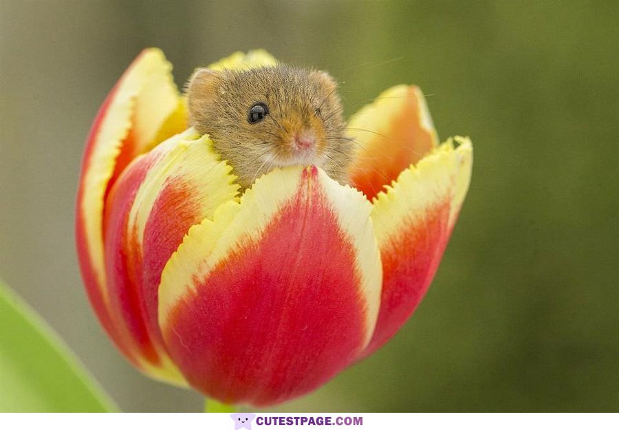 Chilling In A Flower