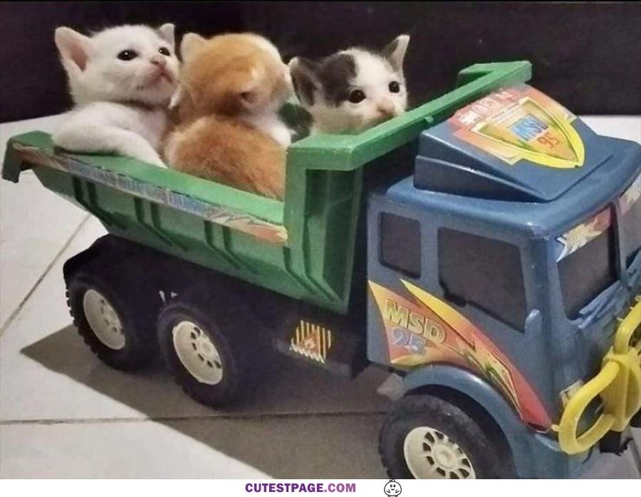 Kittens In The Truck