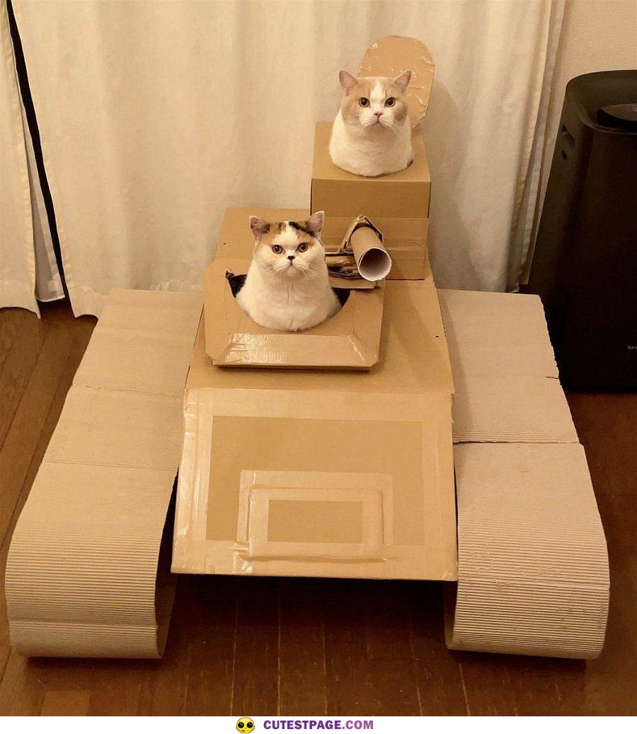 Tank Cats