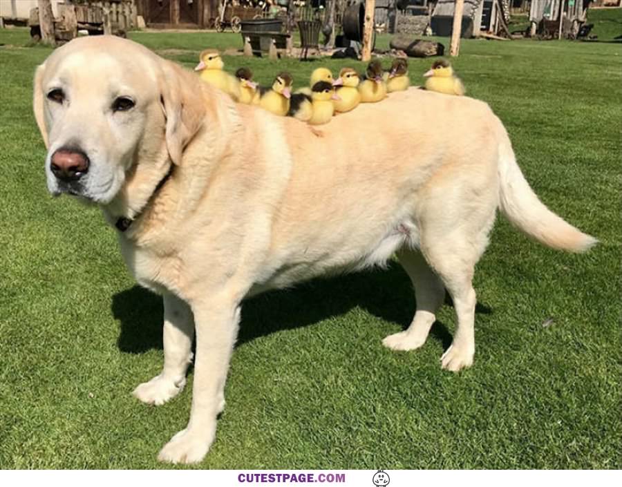 The Doggy Train