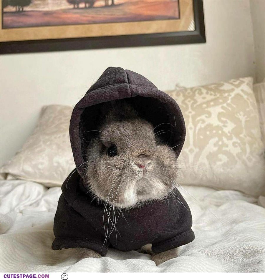 Bunny In A Hoodie