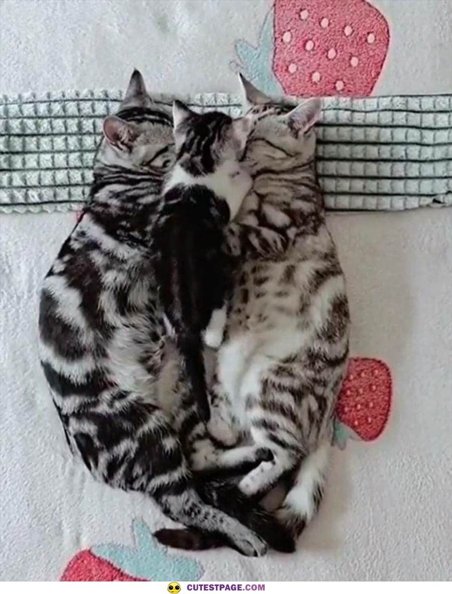 Cuddled Up Together