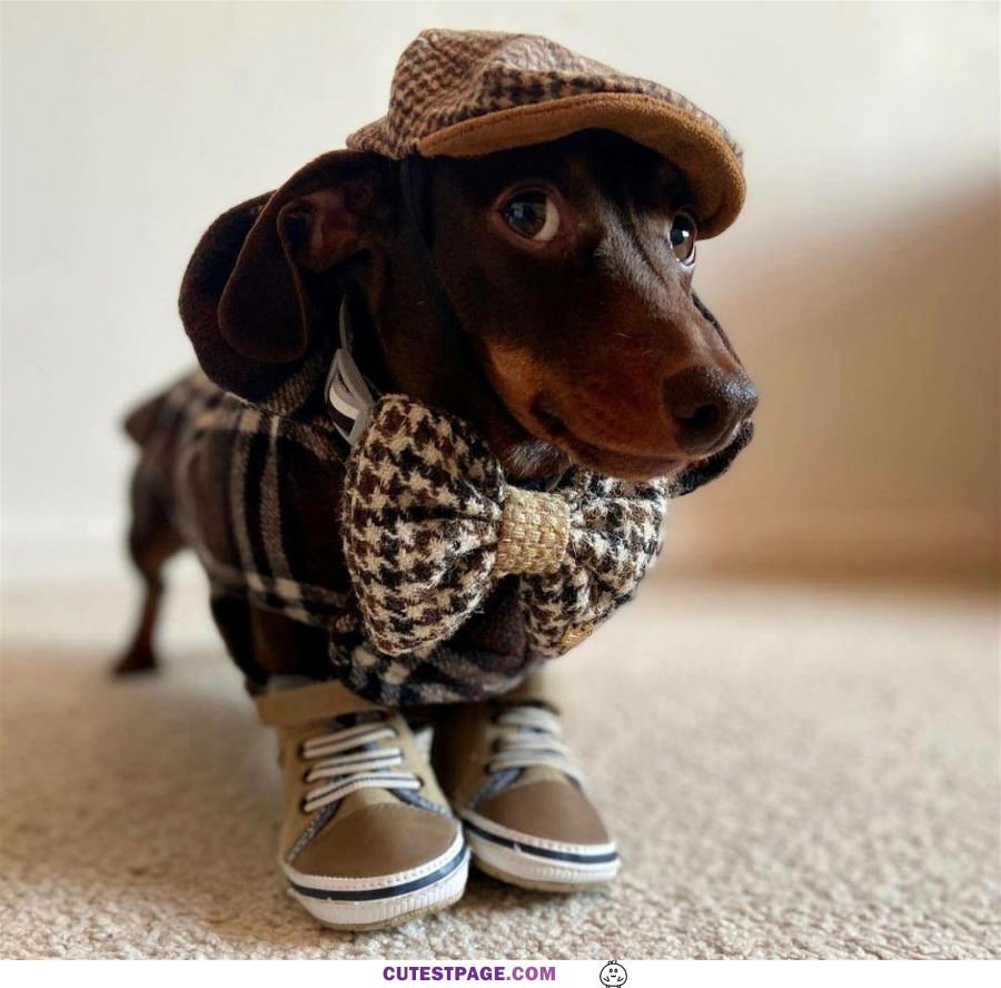 Dapper Dog