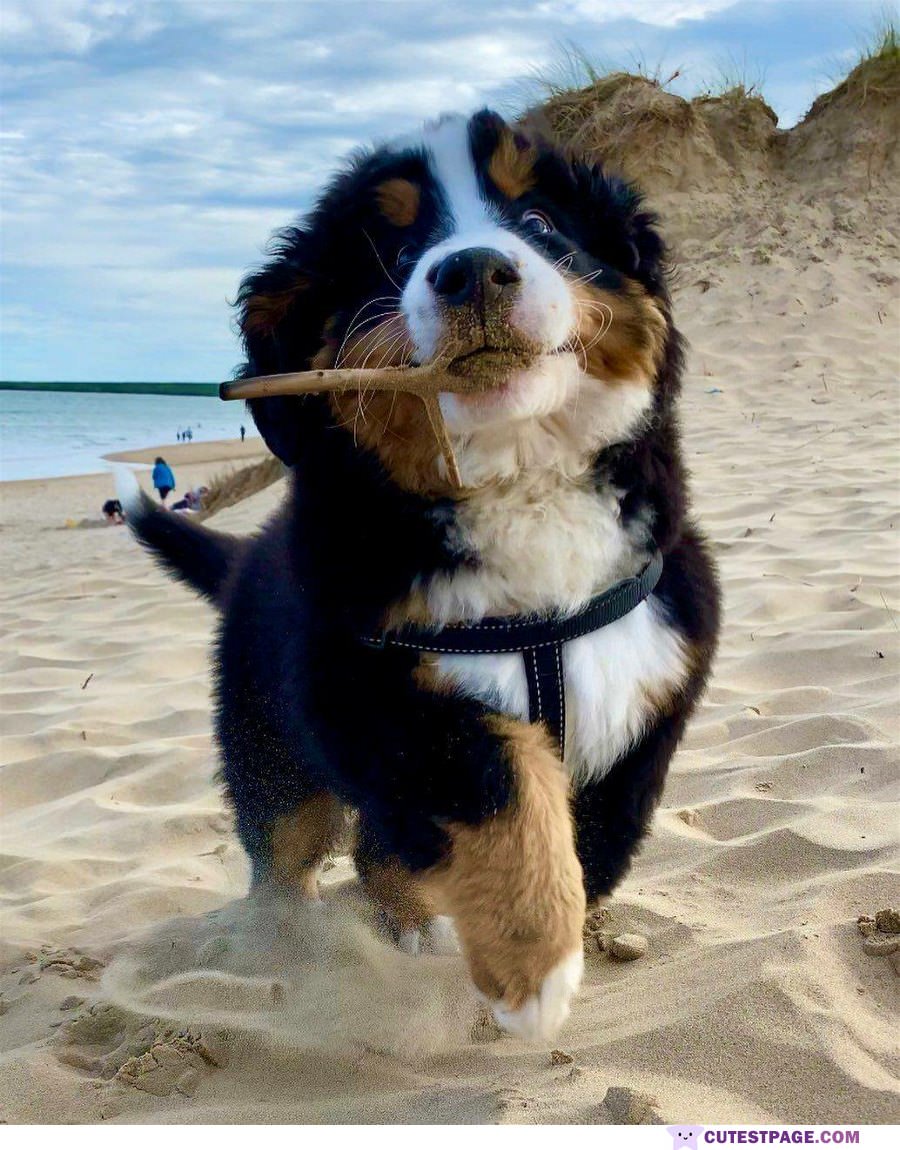 I Fetched You This Stick