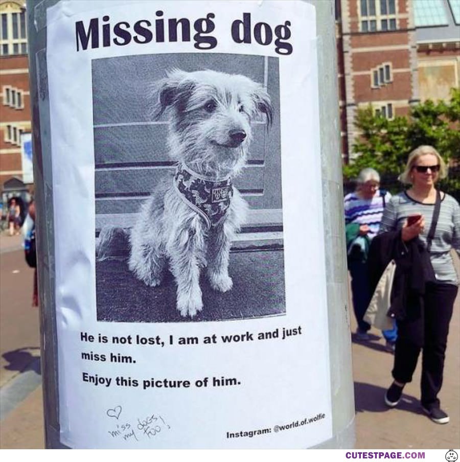 Missing My Dog