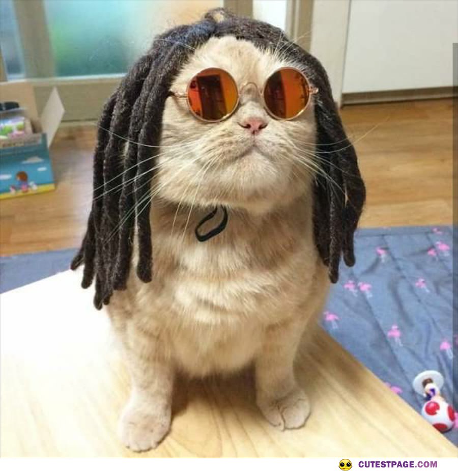 Rasta Cat