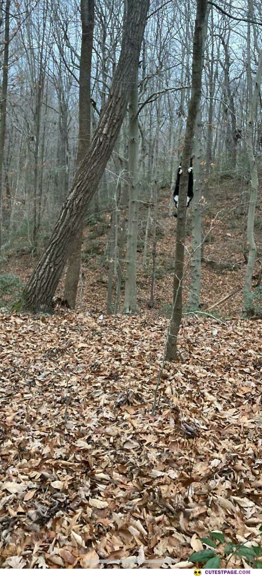 Tree Climber