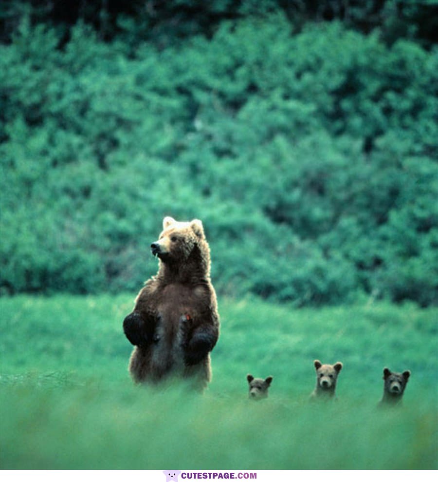 Bear Family