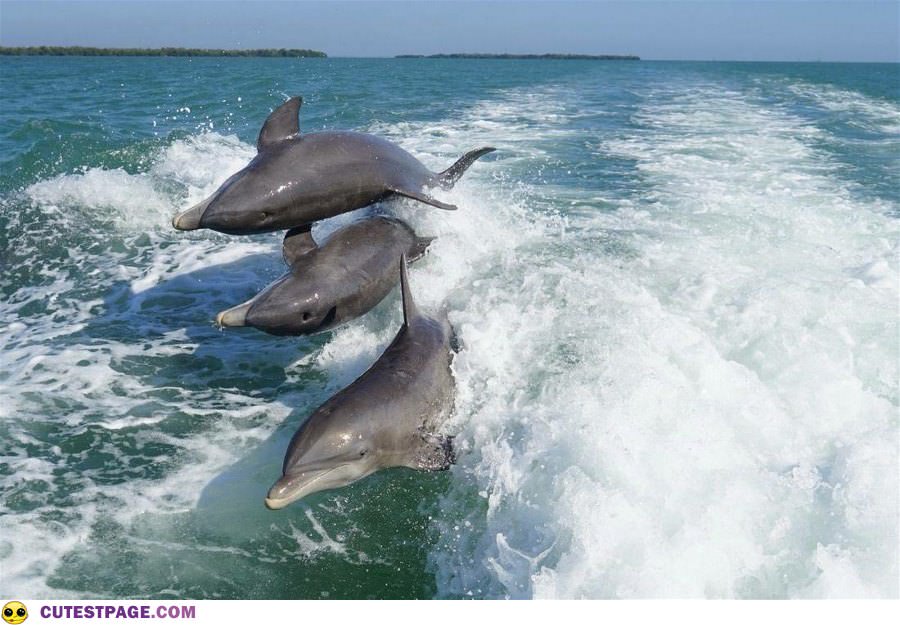 Jumping Dolphins