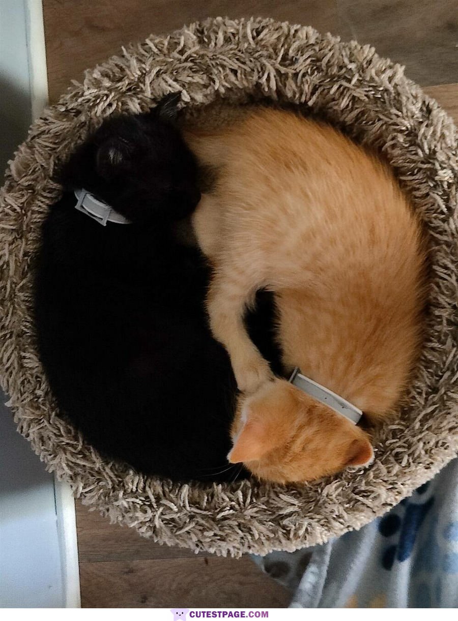 The Circle Of Cats