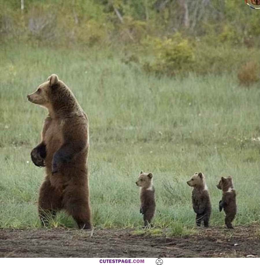 The Bear Family