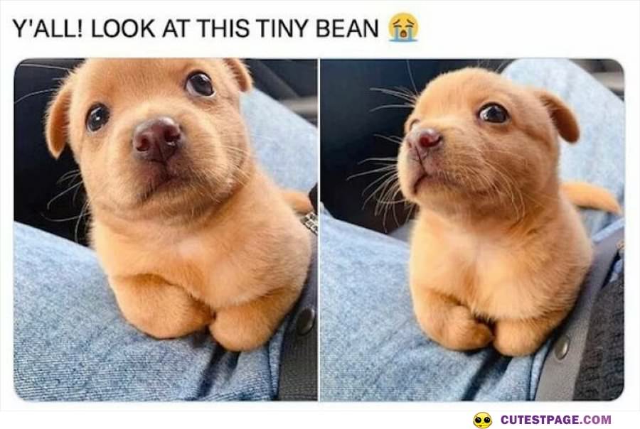 Tiny Bean